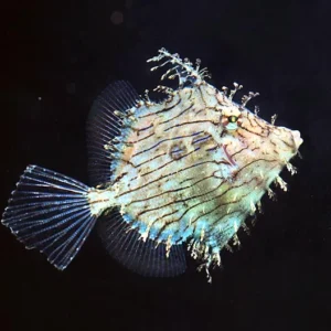 Chaetoderma Pencilligera