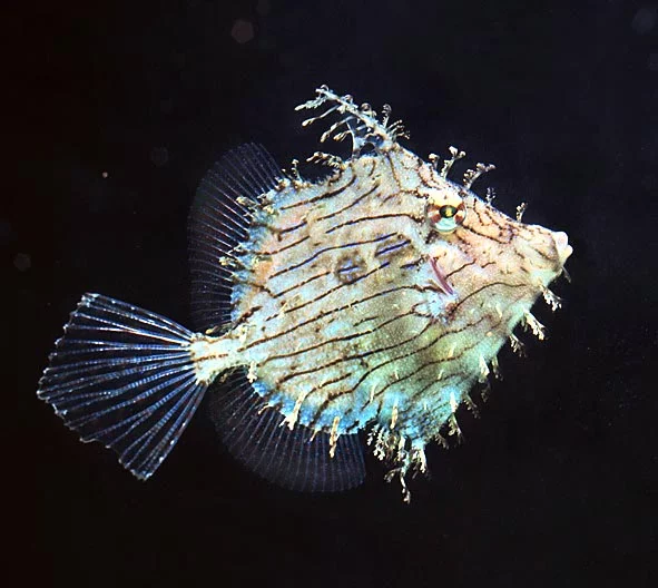 Chaetoderma Pencilligera