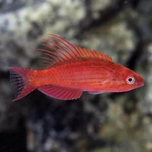Paracheilinus Cyaneus