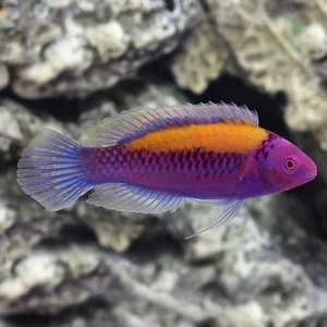 Cirrhilabrus Solorensis (copia)