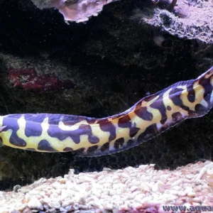 Pholidichthys Leucotaenia