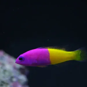 Pictichromis Paccagnellorum