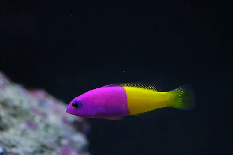 Pictichromis Paccagnellorum