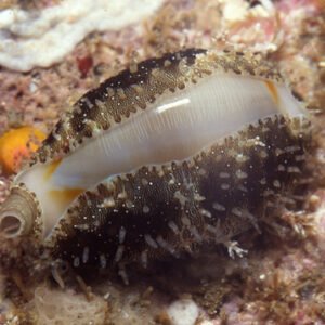 Monetaria Annulus