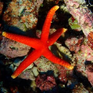 Fromia Pacifica