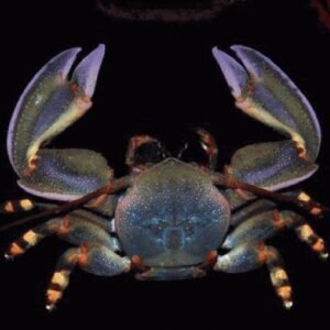 Petrolisthes sp