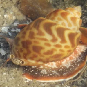 Babylonia Spirata
