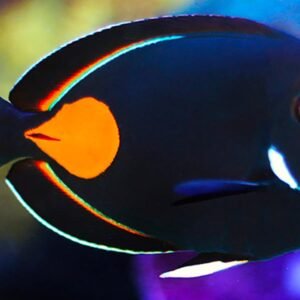 Acanthurus Achilles