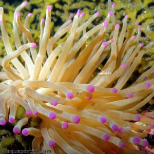 Condylactus Gigantea