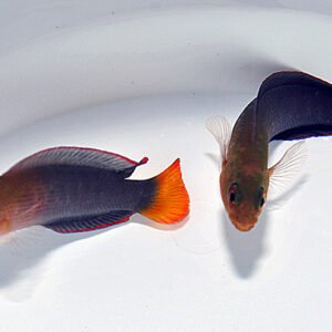 Pseudochromis Dilectus